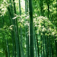 8 Amazing Bamboo Facts